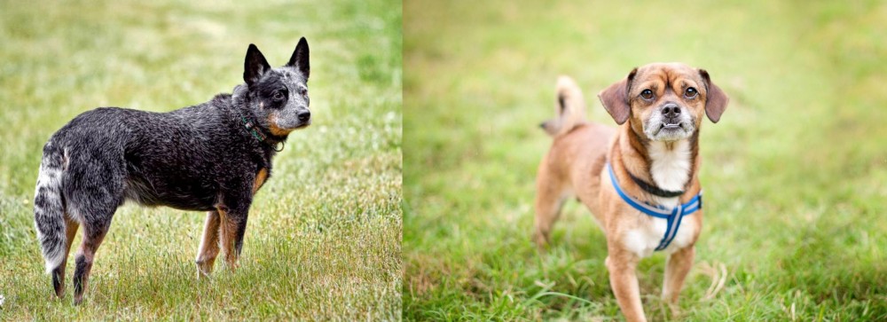 Chug vs Austrailian Blue Heeler - Breed Comparison