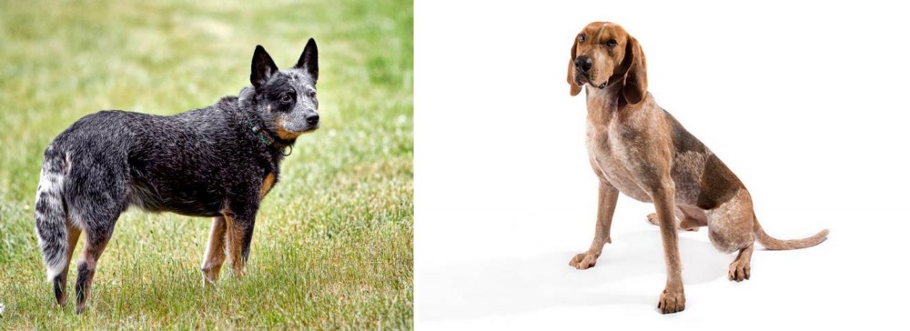 Coonhound vs Austrailian Blue Heeler - Breed Comparison