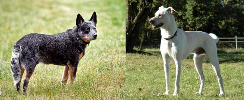 Cretan Hound vs Austrailian Blue Heeler - Breed Comparison