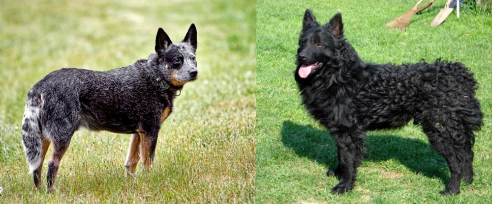 Croatian Sheepdog vs Austrailian Blue Heeler - Breed Comparison