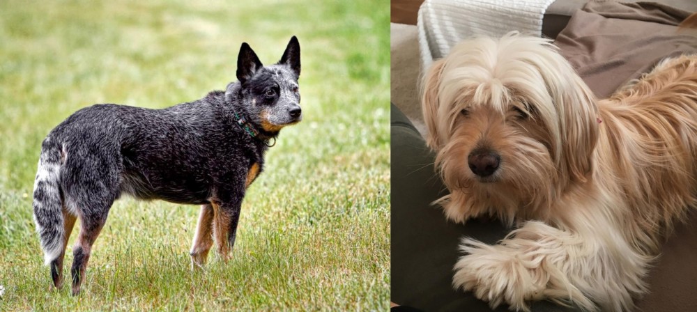 Cyprus Poodle vs Austrailian Blue Heeler - Breed Comparison