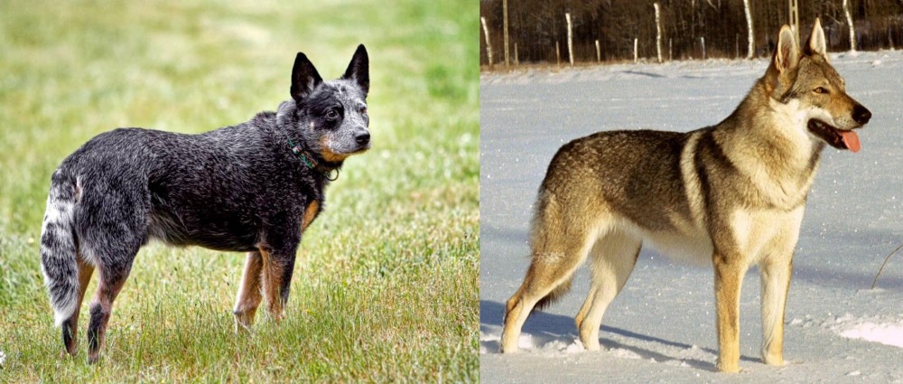 Czechoslovakian Wolfdog vs Austrailian Blue Heeler - Breed Comparison