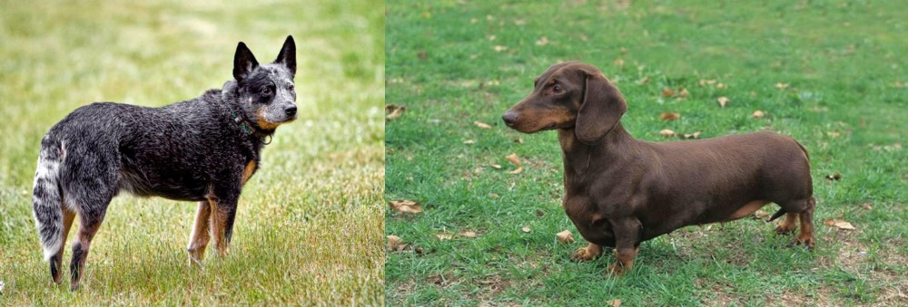 Dachshund vs Austrailian Blue Heeler - Breed Comparison
