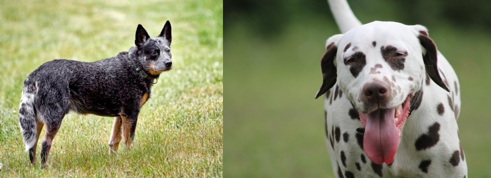 Dalmatian vs Austrailian Blue Heeler - Breed Comparison