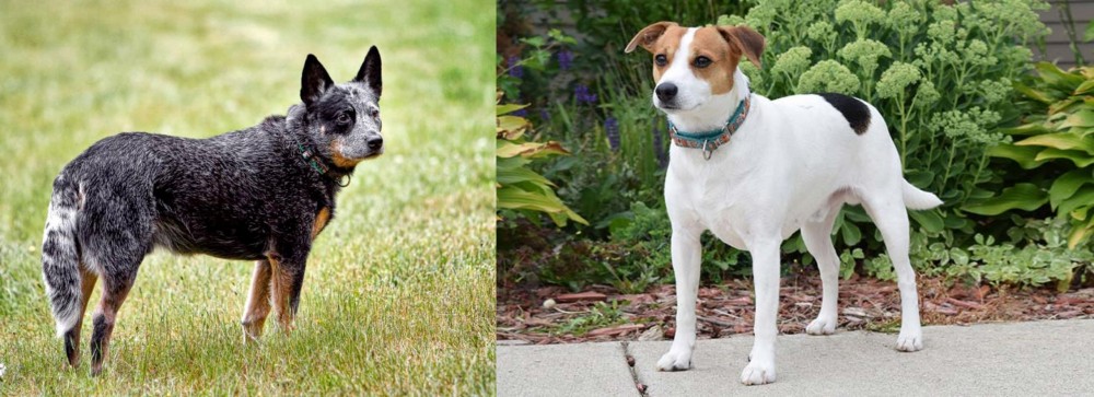Danish Swedish Farmdog vs Austrailian Blue Heeler - Breed Comparison