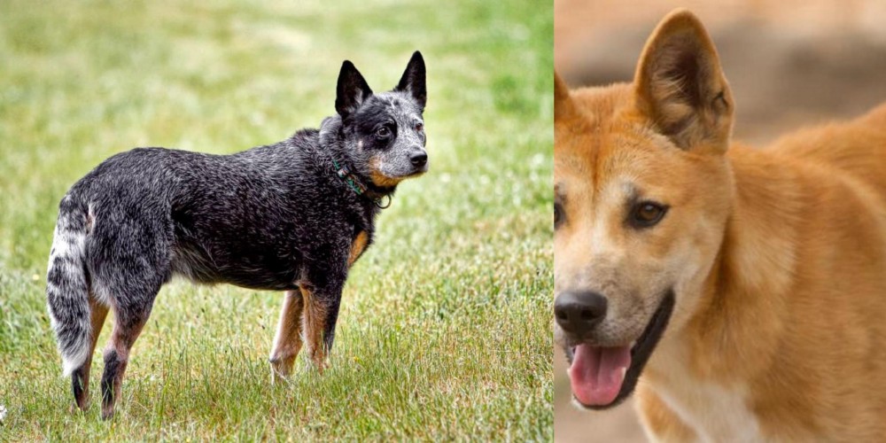 Dingo vs Austrailian Blue Heeler - Breed Comparison