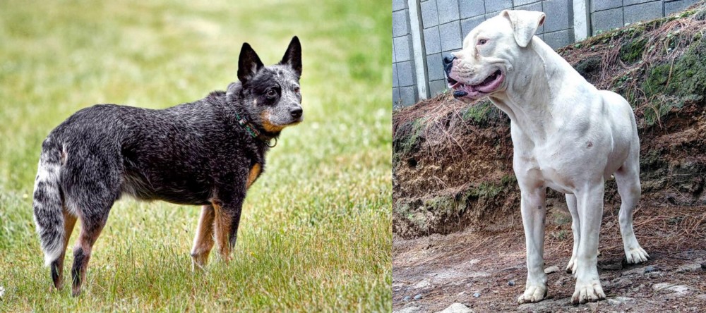 Dogo Guatemalteco vs Austrailian Blue Heeler - Breed Comparison