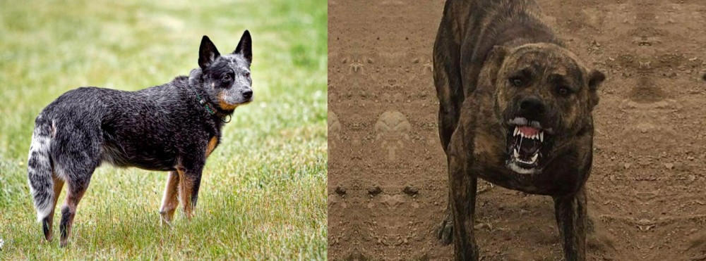 Dogo Sardesco vs Austrailian Blue Heeler - Breed Comparison