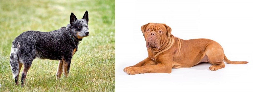 Dogue De Bordeaux vs Austrailian Blue Heeler - Breed Comparison