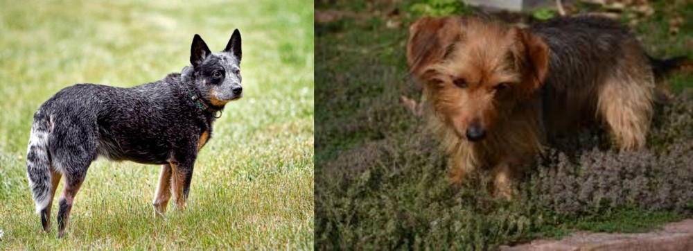 Dorkie vs Austrailian Blue Heeler - Breed Comparison
