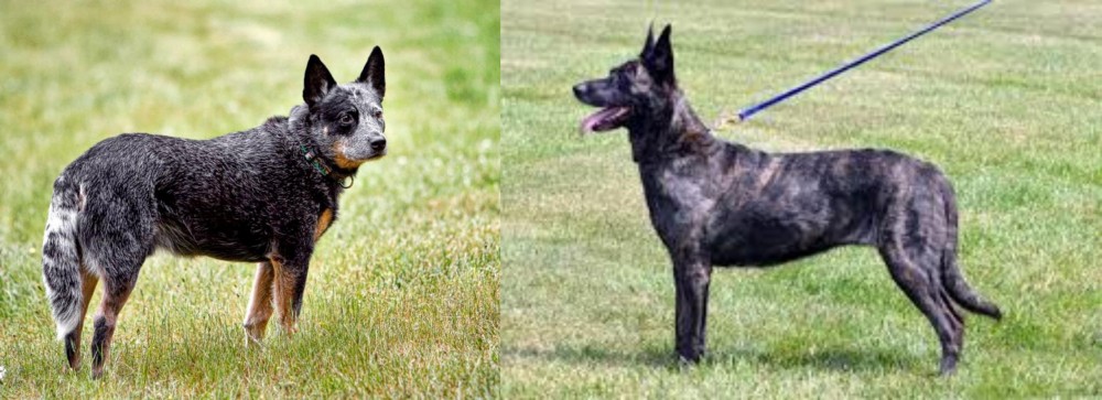 Dutch Shepherd vs Austrailian Blue Heeler - Breed Comparison