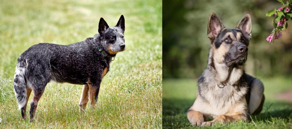 East European Shepherd vs Austrailian Blue Heeler - Breed Comparison