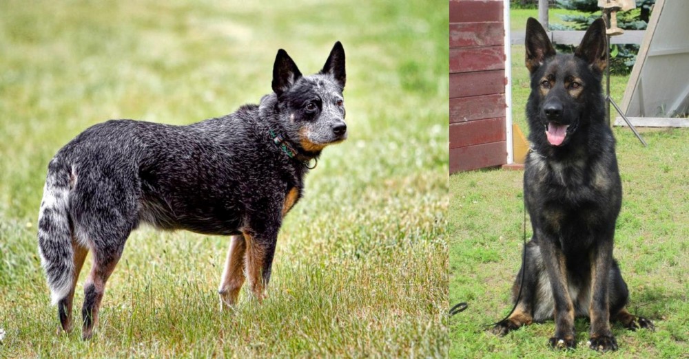East German Shepherd vs Austrailian Blue Heeler - Breed Comparison