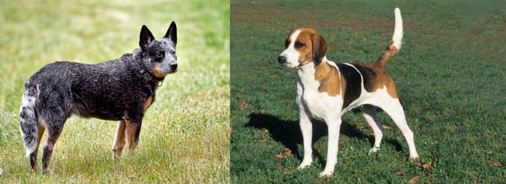 English Foxhound vs Austrailian Blue Heeler - Breed Comparison
