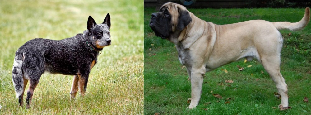 English Mastiff vs Austrailian Blue Heeler - Breed Comparison