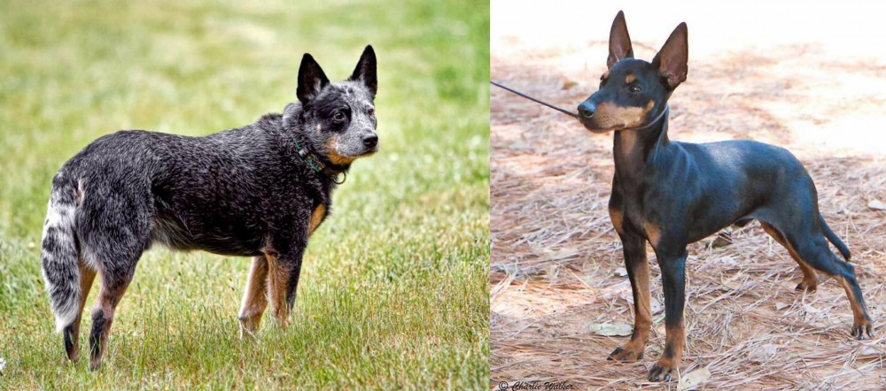 English Toy Terrier (Black & Tan) vs Austrailian Blue Heeler - Breed Comparison