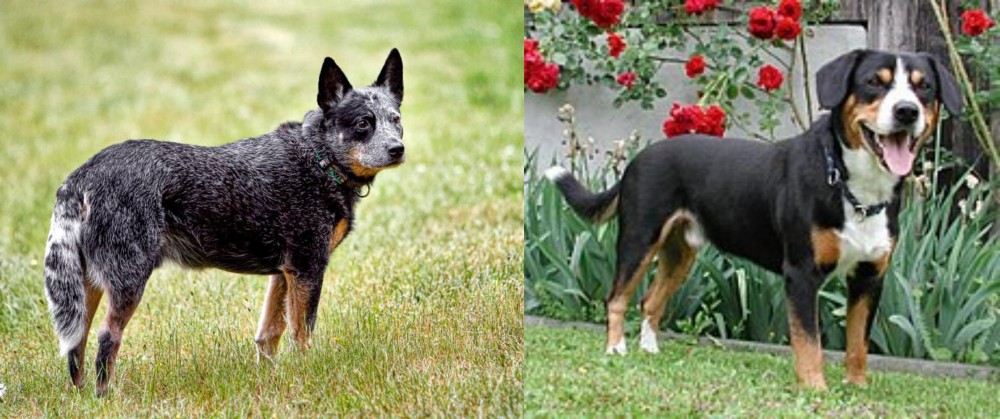 Entlebucher Mountain Dog vs Austrailian Blue Heeler - Breed Comparison