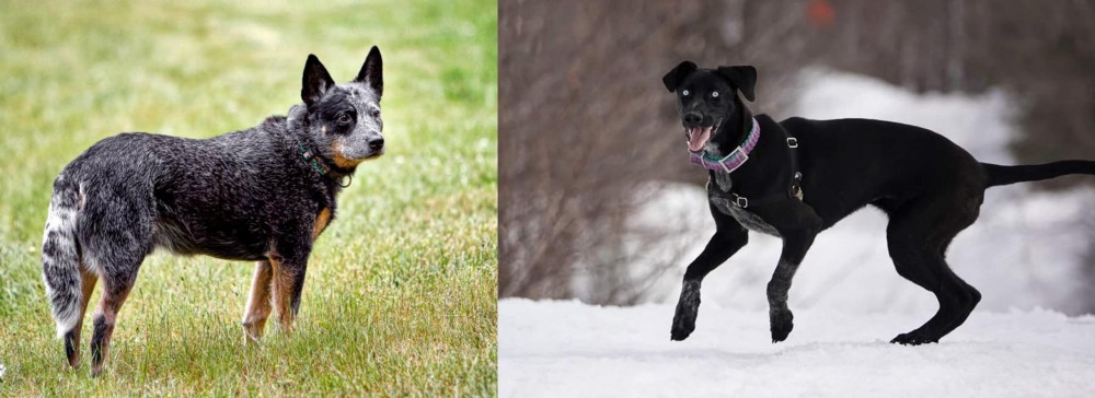 Eurohound vs Austrailian Blue Heeler - Breed Comparison