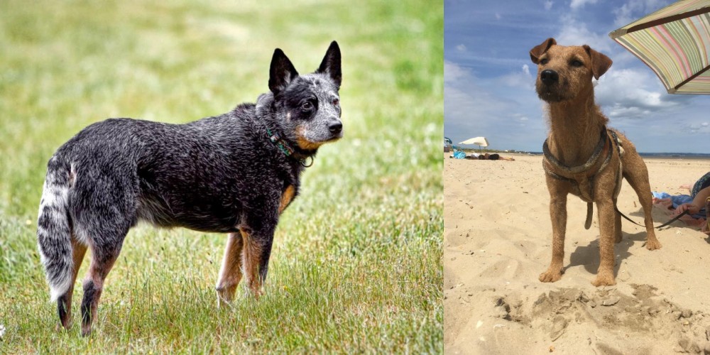Fell Terrier vs Austrailian Blue Heeler - Breed Comparison