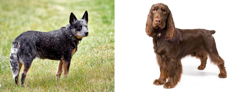 Field Spaniel vs Austrailian Blue Heeler - Breed Comparison