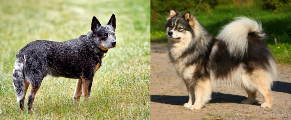 Finnish Lapphund vs Austrailian Blue Heeler - Breed Comparison