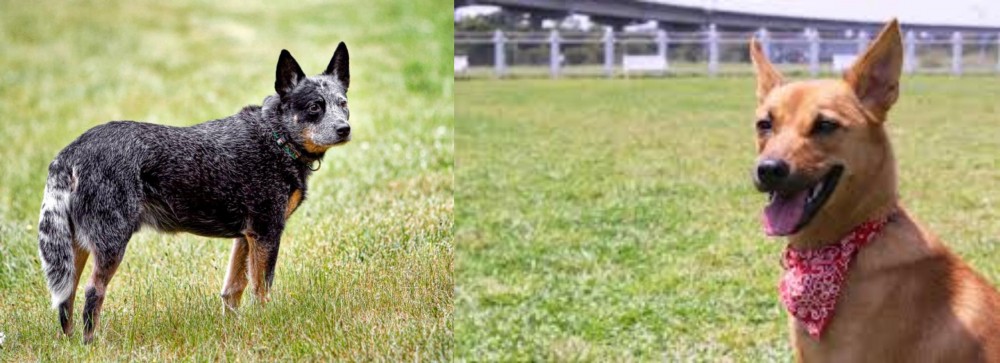 Formosan Mountain Dog vs Austrailian Blue Heeler - Breed Comparison