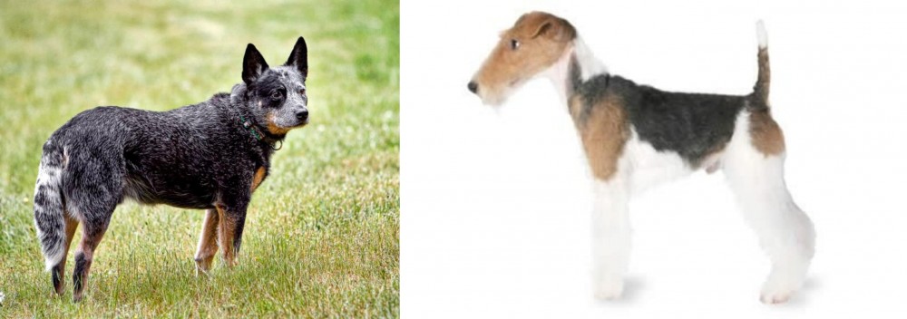 Fox Terrier vs Austrailian Blue Heeler - Breed Comparison