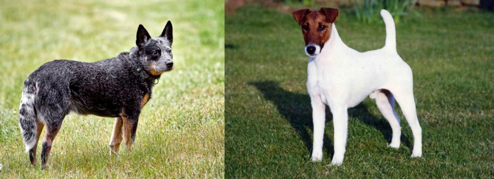 Fox Terrier (Smooth) vs Austrailian Blue Heeler - Breed Comparison