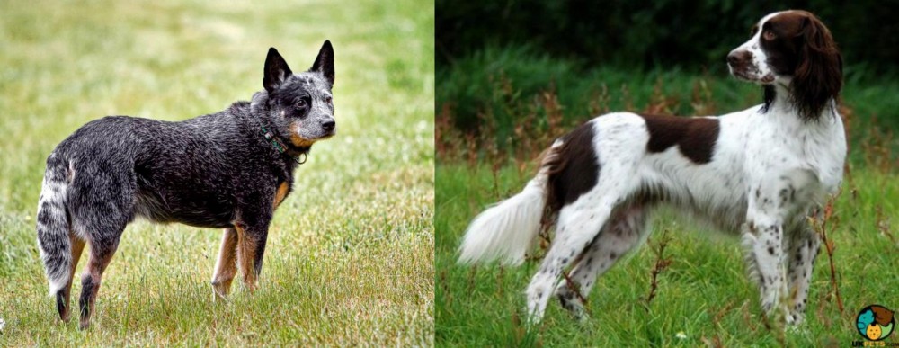 French Spaniel vs Austrailian Blue Heeler - Breed Comparison