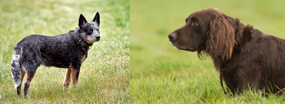 German Longhaired Pointer vs Austrailian Blue Heeler - Breed Comparison
