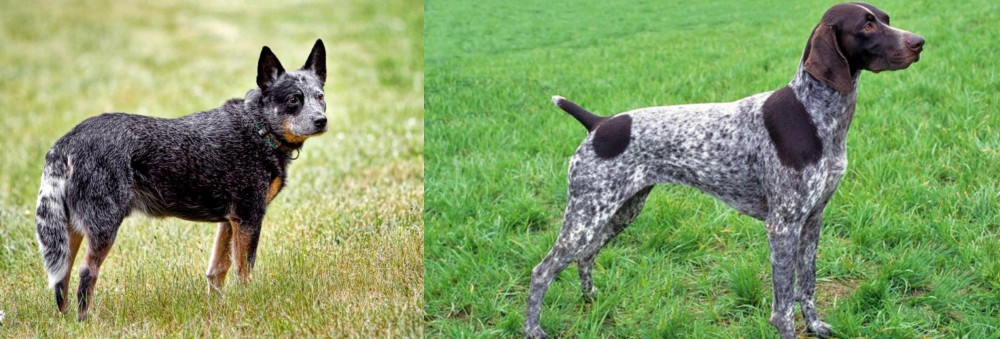 German Shorthaired Pointer vs Austrailian Blue Heeler - Breed Comparison
