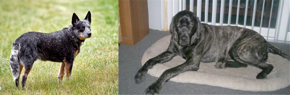Giant Maso Mastiff vs Austrailian Blue Heeler - Breed Comparison