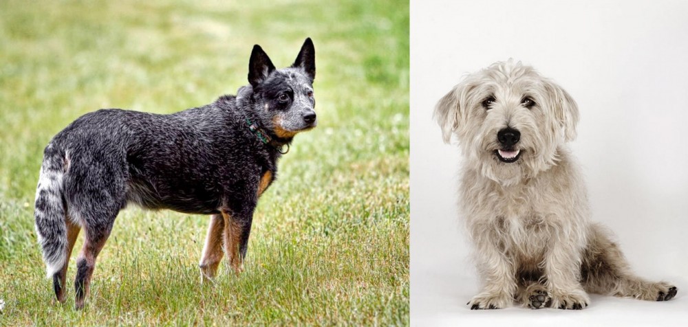 Glen of Imaal Terrier vs Austrailian Blue Heeler - Breed Comparison