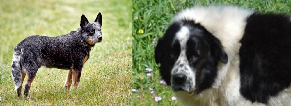 Greek Sheepdog vs Austrailian Blue Heeler - Breed Comparison