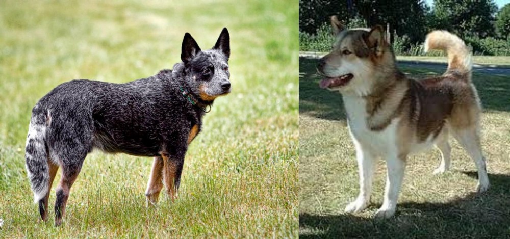 Greenland Dog vs Austrailian Blue Heeler - Breed Comparison
