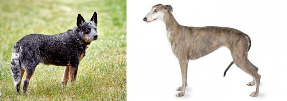 Greyhound vs Austrailian Blue Heeler - Breed Comparison