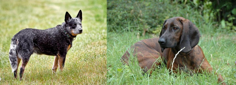 Hanover Hound vs Austrailian Blue Heeler - Breed Comparison