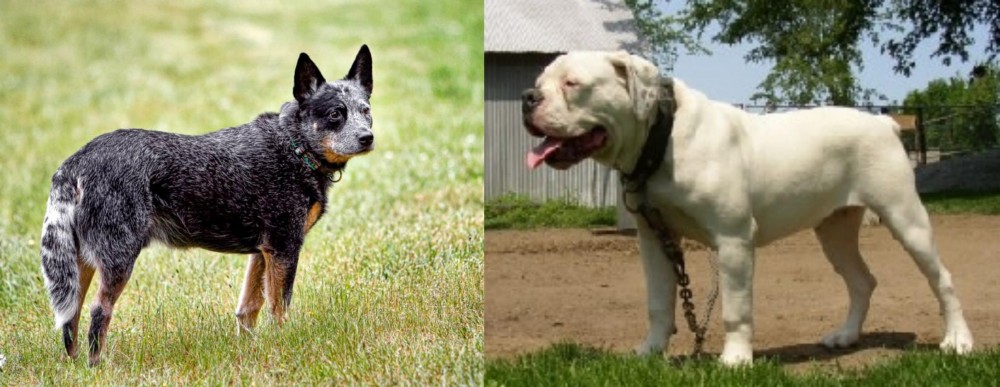 Hermes Bulldogge vs Austrailian Blue Heeler - Breed Comparison