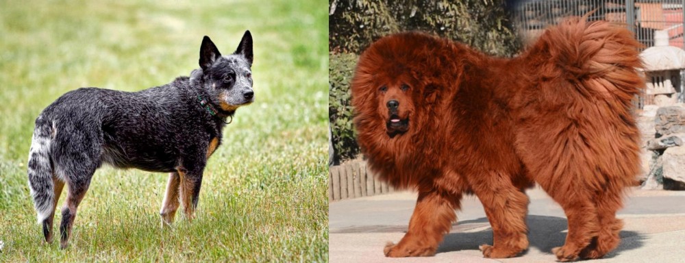 Himalayan Mastiff vs Austrailian Blue Heeler - Breed Comparison