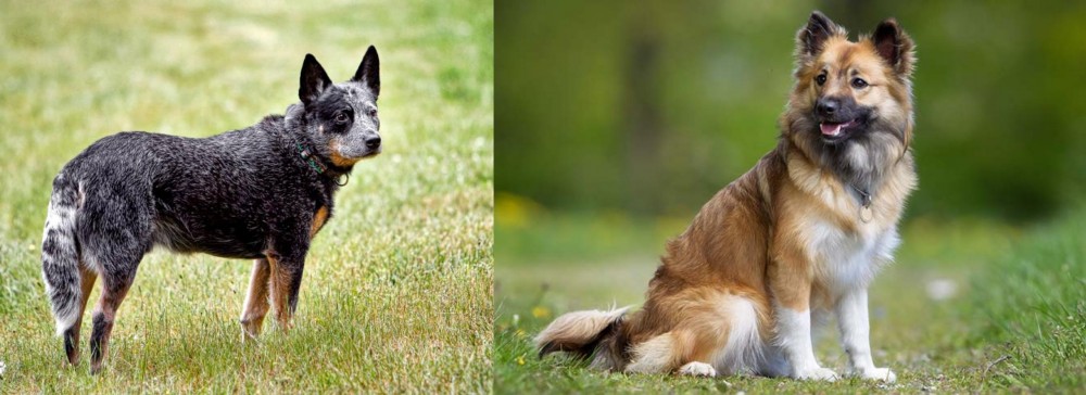 Icelandic Sheepdog vs Austrailian Blue Heeler - Breed Comparison