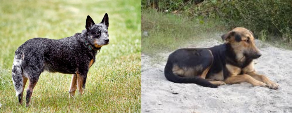 Indian Pariah Dog vs Austrailian Blue Heeler - Breed Comparison