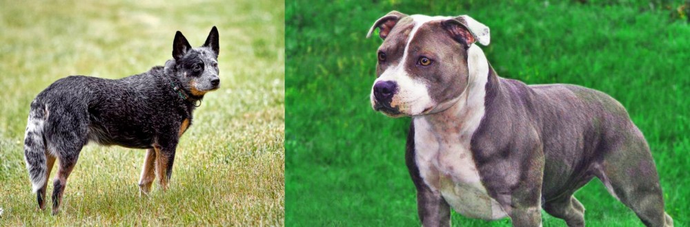 Irish Staffordshire Bull Terrier vs Austrailian Blue Heeler - Breed Comparison