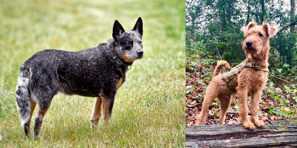 Irish Terrier vs Austrailian Blue Heeler - Breed Comparison
