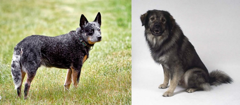 Istrian Sheepdog vs Austrailian Blue Heeler - Breed Comparison