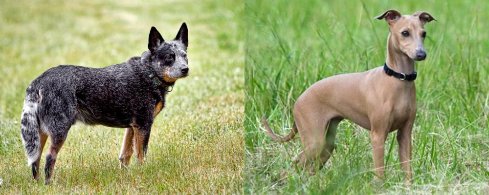 Italian Greyhound vs Austrailian Blue Heeler - Breed Comparison