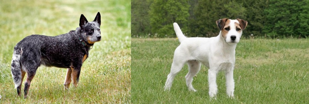 Jack Russell Terrier vs Austrailian Blue Heeler - Breed Comparison