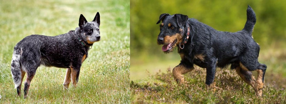 Jagdterrier vs Austrailian Blue Heeler - Breed Comparison