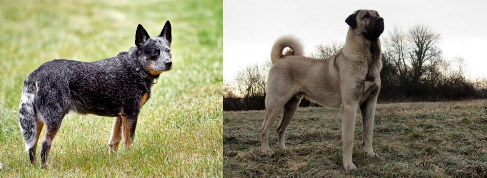 Kangal Dog vs Austrailian Blue Heeler - Breed Comparison
