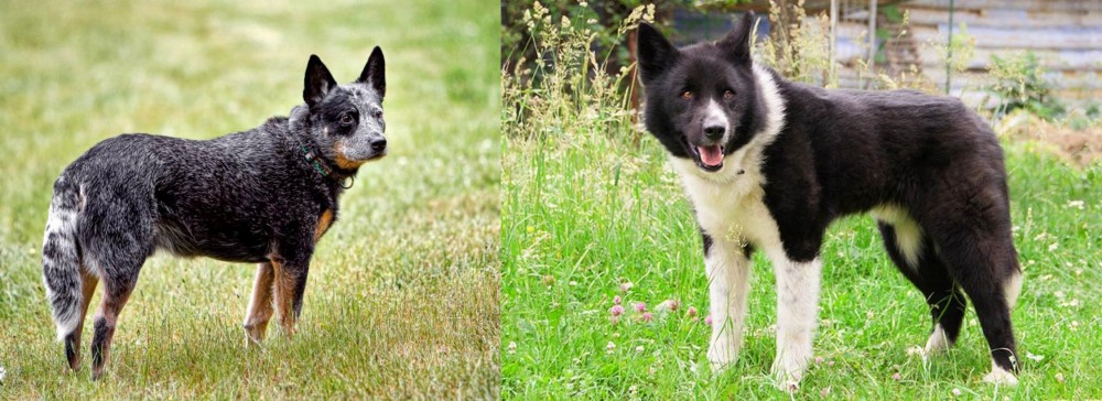 Karelian Bear Dog vs Austrailian Blue Heeler - Breed Comparison