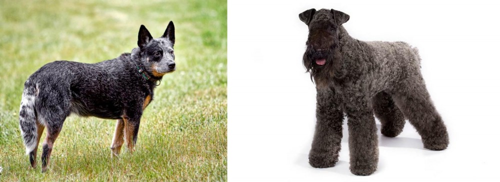 Kerry Blue Terrier vs Austrailian Blue Heeler - Breed Comparison